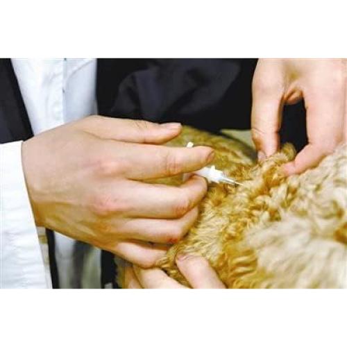 Microchips de Identificación para Mascotas Manruta 20 Pack 1.25x7mm