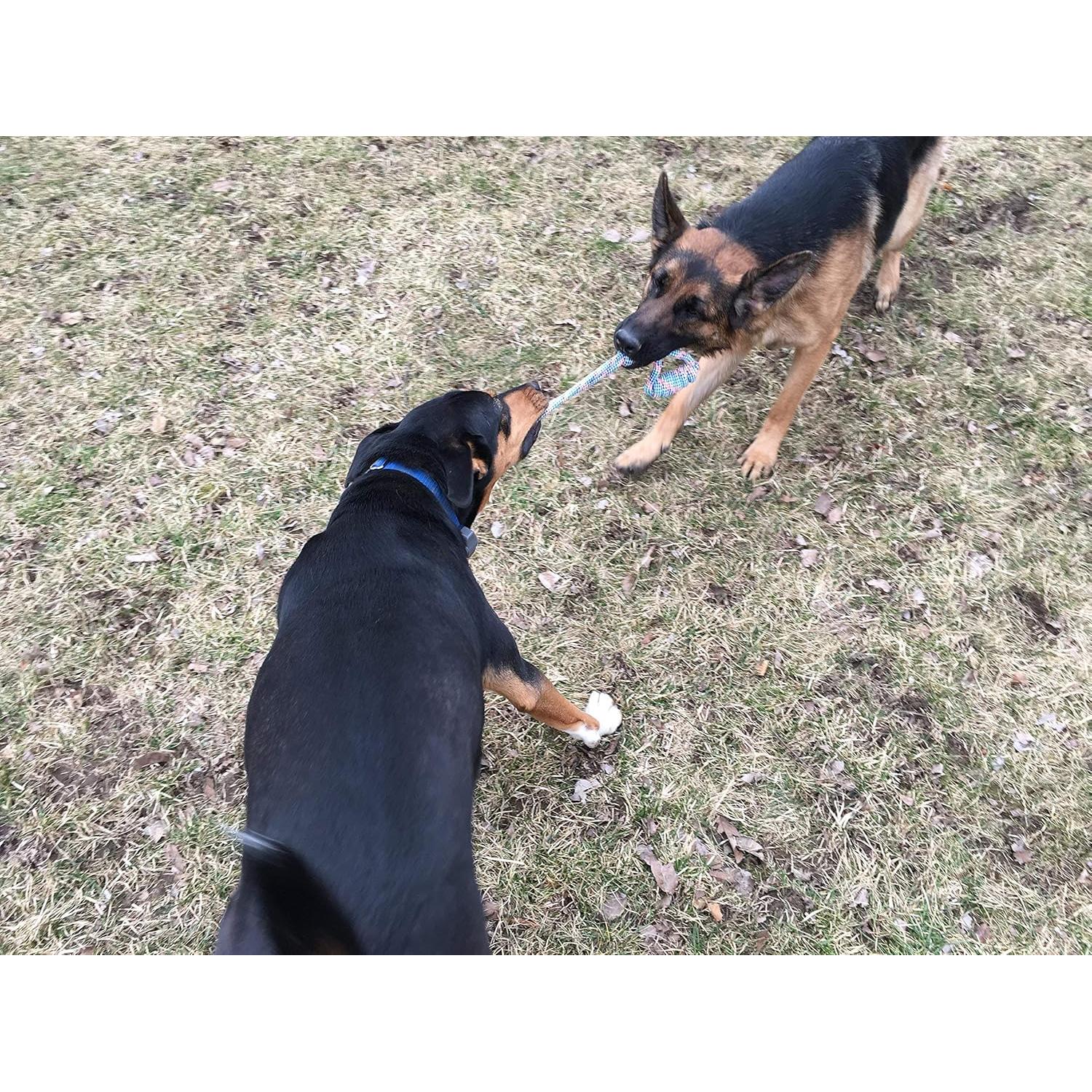 Juguete de Cuerda para Perros Jalousie 14 Piezas Multicolor