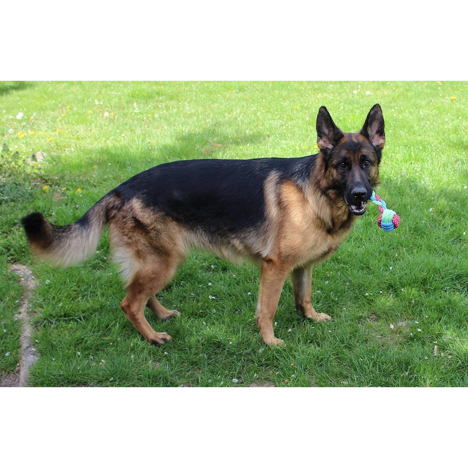 Juguete de Cuerda para Perros Jalousie 14 Piezas Multicolor