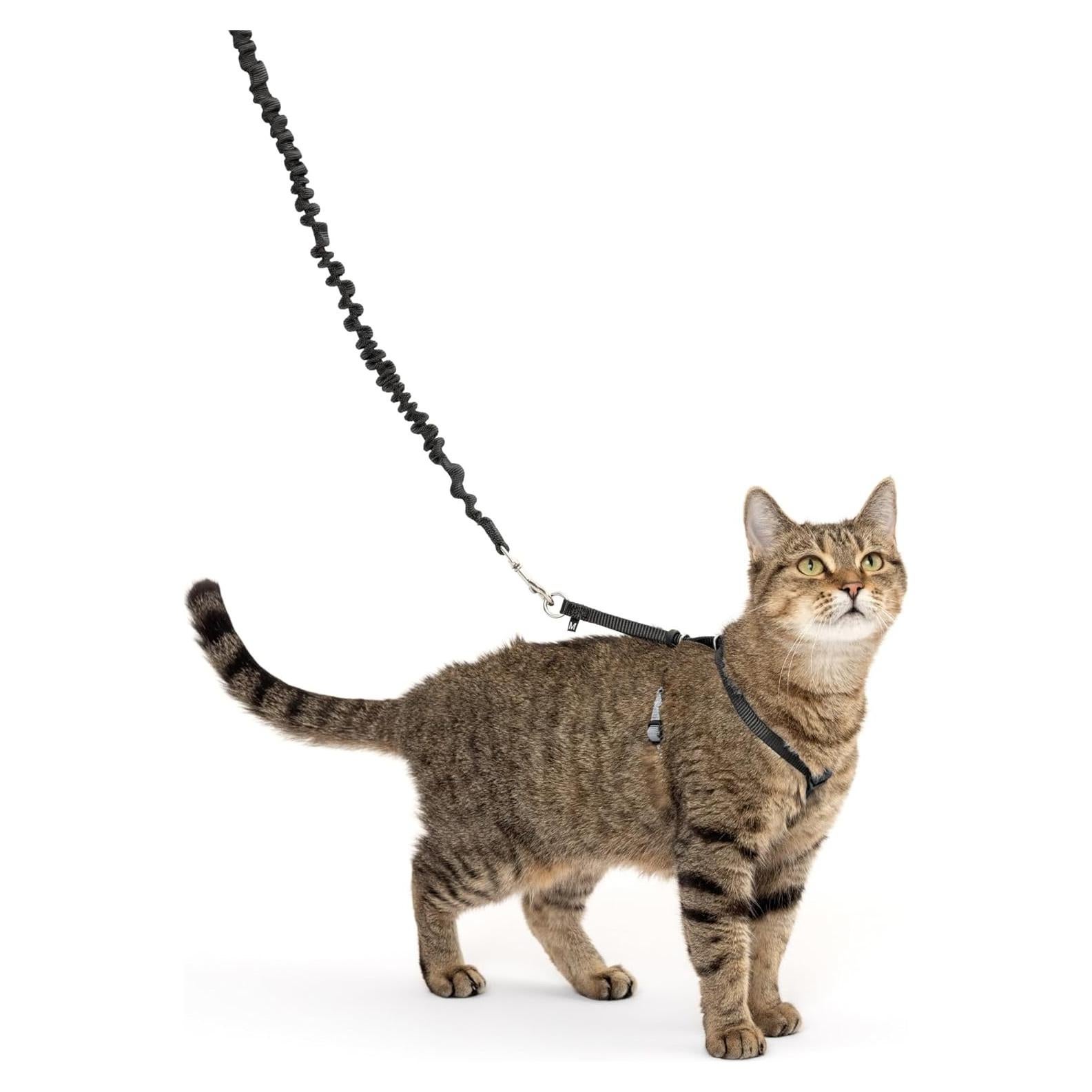 Arnés y Correa Elástica PetSafe Come With Me Kitty Pequeño Negro