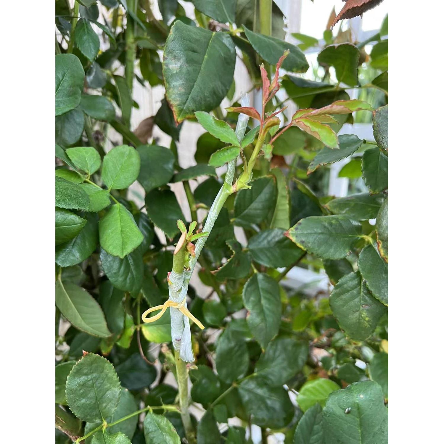 Cinta de Injerto Estirable HAINANSTRY 2 PCS 100m Verde Blanco