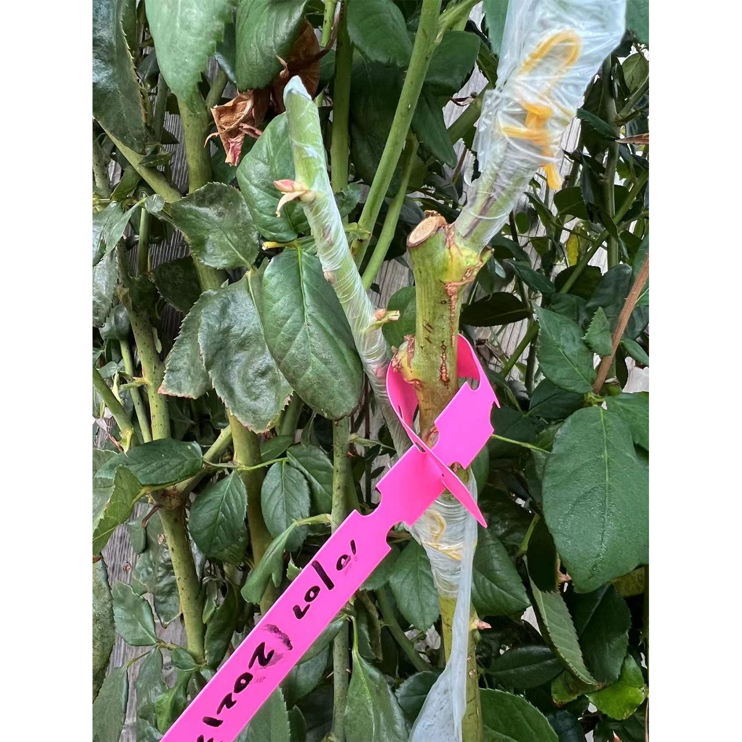 Cinta de Injerto Estirable HAINANSTRY 2 PCS 100m Verde Blanco